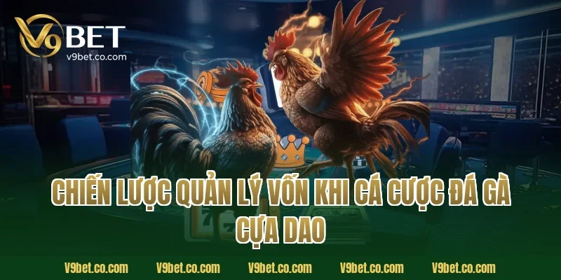 Chiến lược quản lý vốn khi cá cược đá gà cựa dao