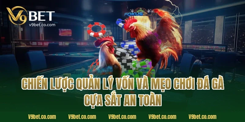 Chiến lược quản lý vốn và mẹo chơi đá gà cựa sắt an toàn