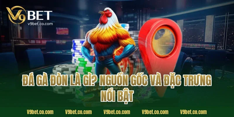 Đá Gà Đòn Là Gì? Nguồn Gốc Và Đặc Trưng Nổi Bật