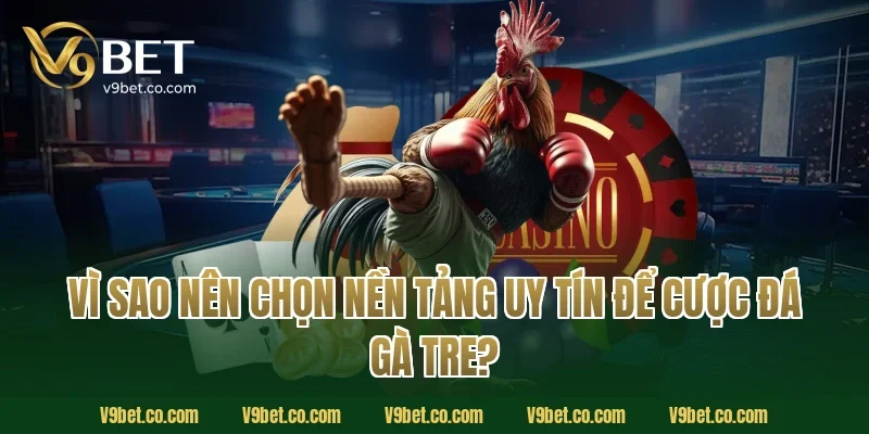 Vì Sao Nên Chọn Nền Tảng Uy Tín Để Cược Đá Gà Tre?